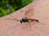 Syzeuctus sp.